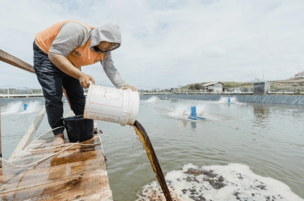 efektivitas probiotik tambak udang