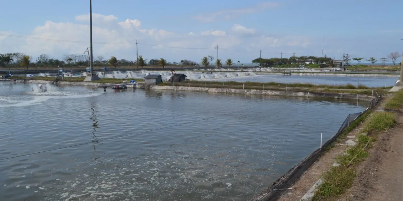 Bisoecurity Tambak Udang