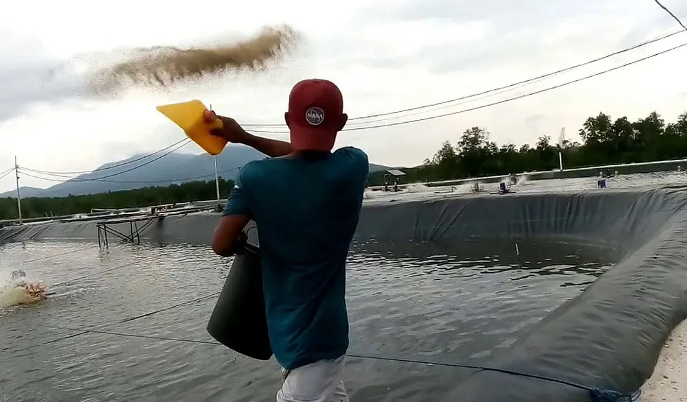 Dampak Overfeeding pada Tambak Udang