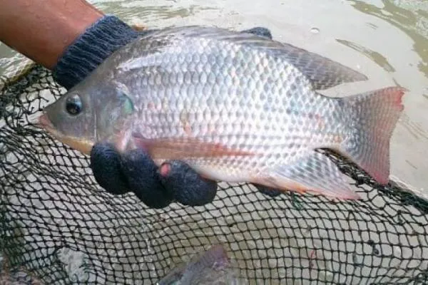 Cara Budidaya Ikan Nila di Kolam Terpal