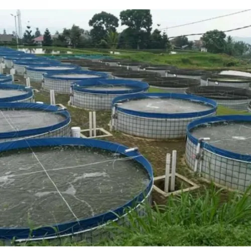 Cara Budidaya Ikan Nila di Kolam Terpal