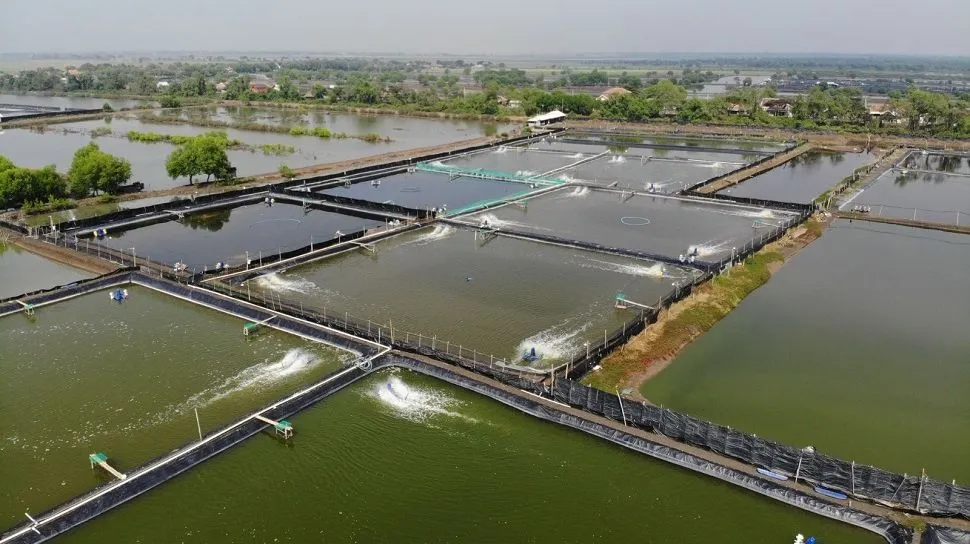 Jenis Mikroba Tambak Udang