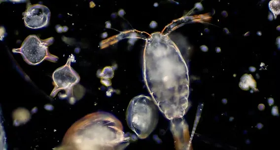 Jenis Pakan Alami Udang Vaname