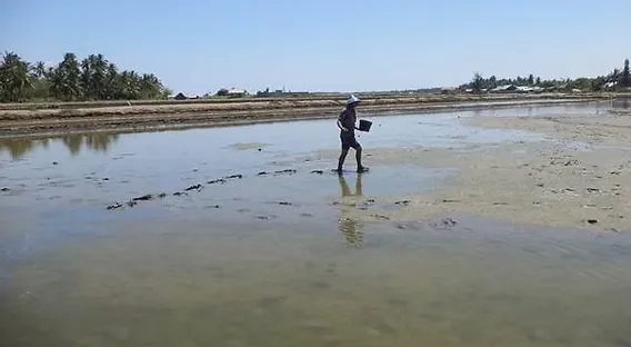 Cara Lengkap Budidaya Udang Sistem Tambak Tradisional