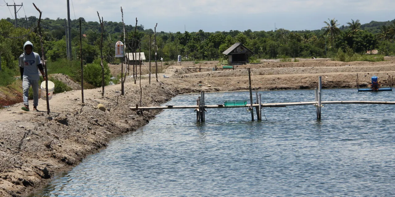 Cara Lengkap Budidaya Udang Sistem Tambak Tradisional