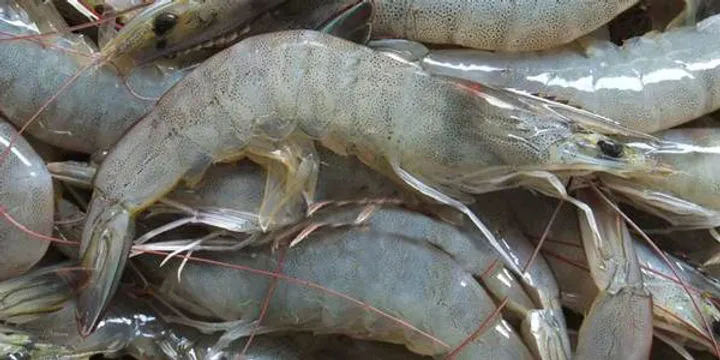Rumus dan Cara Menghitung ABW Udang dengan Mudah