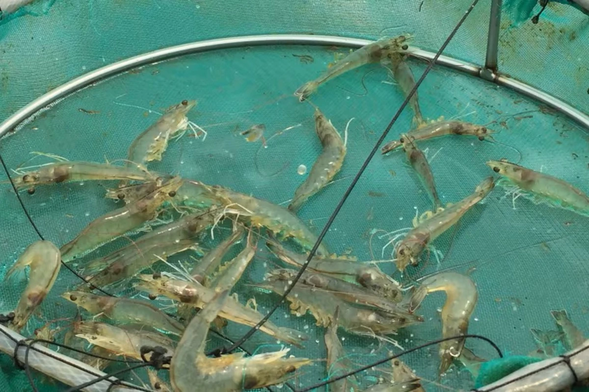 Kebutuhan Oksigen Terlarut Tambak dan Pengaruh pada Udang