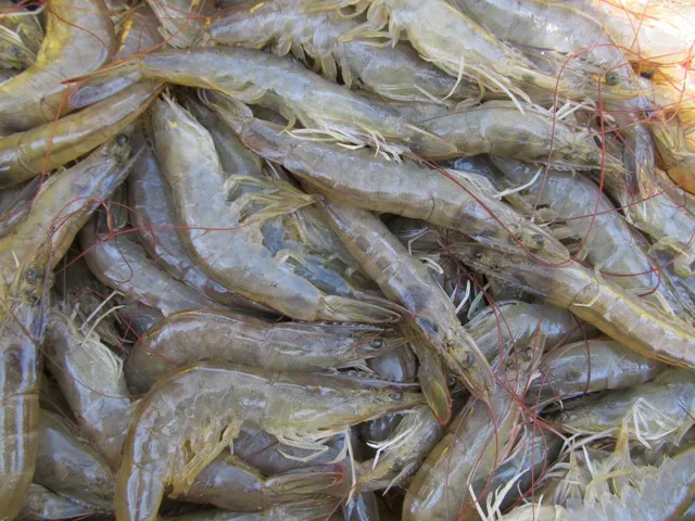 Ini Dia Strategi Pemasaran Udang Vaname untuk Petambak