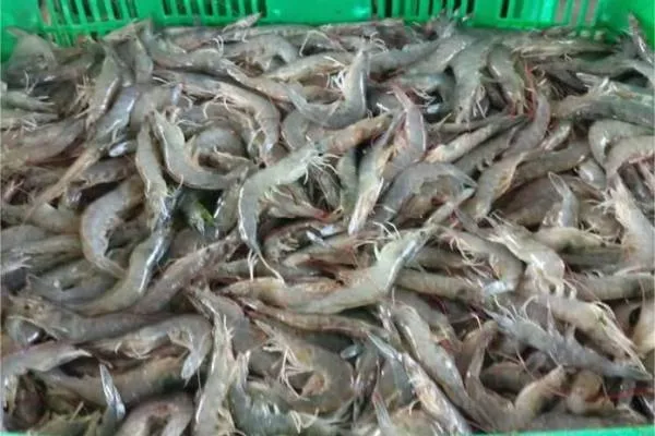 Ini Dia Strategi Pemasaran Udang Vaname untuk Petambak