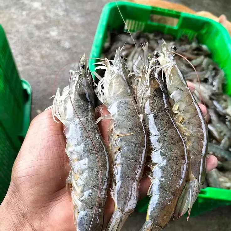 Faktor yang Mempengaruhi Harga Udang Vaname