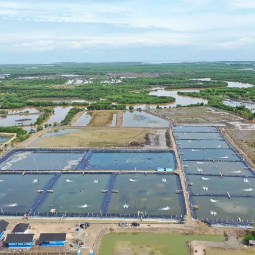 Apa saja Perizinan Usaha Tambak Udang?