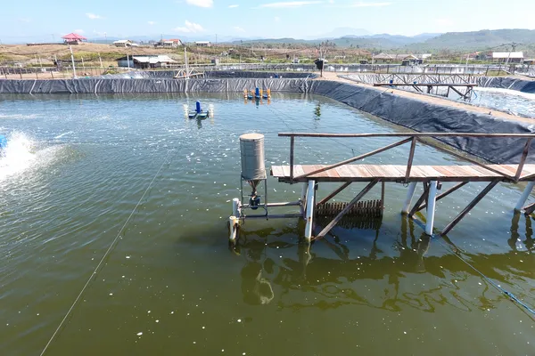 Tips Praktis Membuat Air Tambak Hijau Kecoklatan