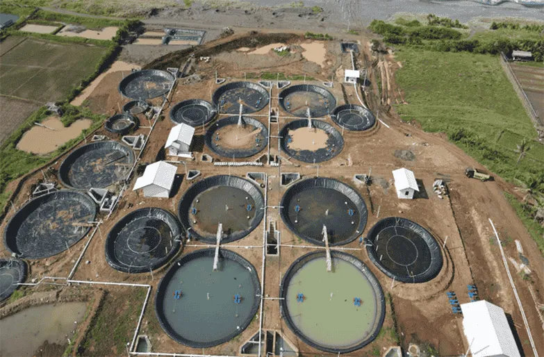 Cara Lengkap Budidaya Udang Vaname di Kolam Terpal Bundar