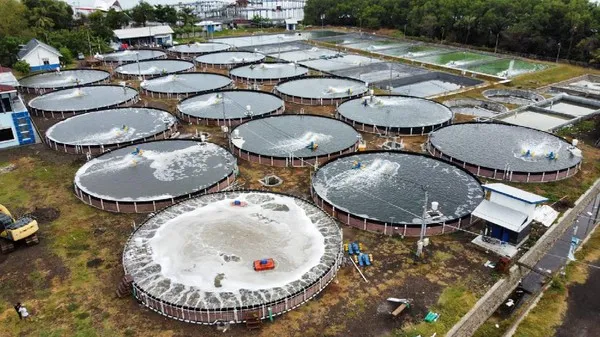 Cara Lengkap Budidaya Udang Vaname di Kolam Terpal Bundar