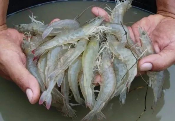 Cara Menghitung Padat Tebar Udang Vaname pada Berbagai Sistem Budidaya