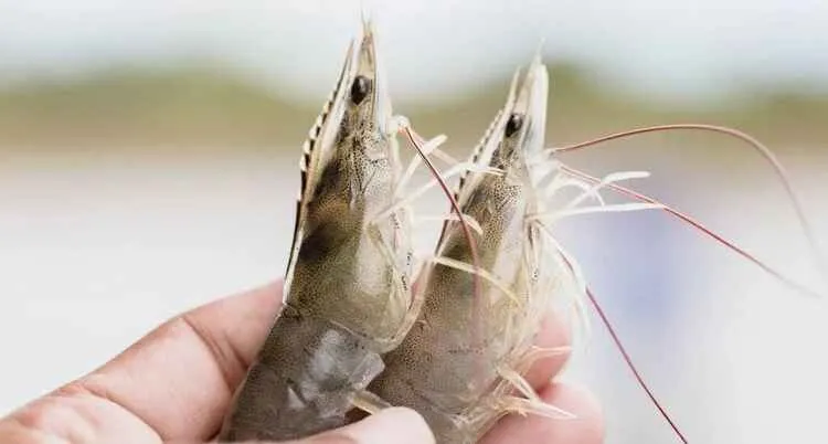 Cara Menghitung Padat Tebar Udang Vaname pada Berbagai Sistem Budidaya