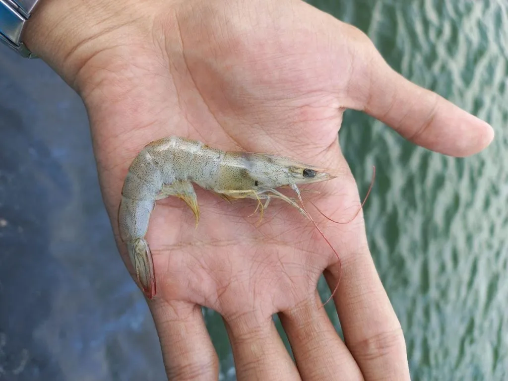Penyebab Udang Vaname Lambat Besar dan Tips Mengatasinya