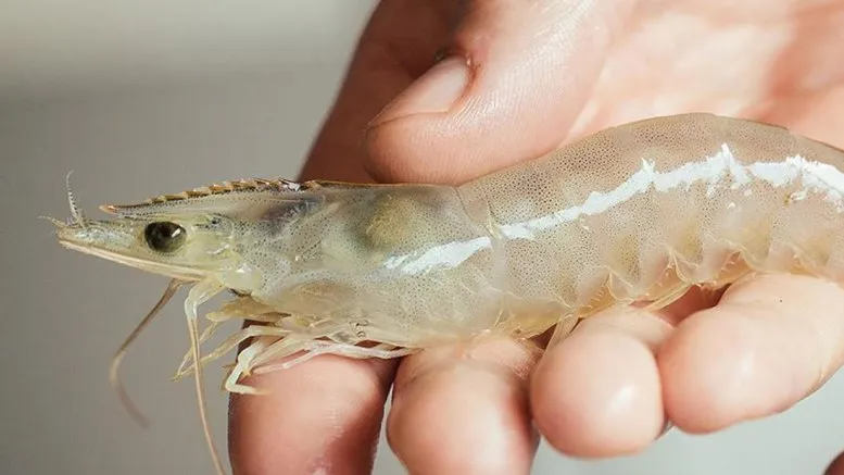 Penyebab Udang Vaname Lambat Besar dan Tips Mengatasinya