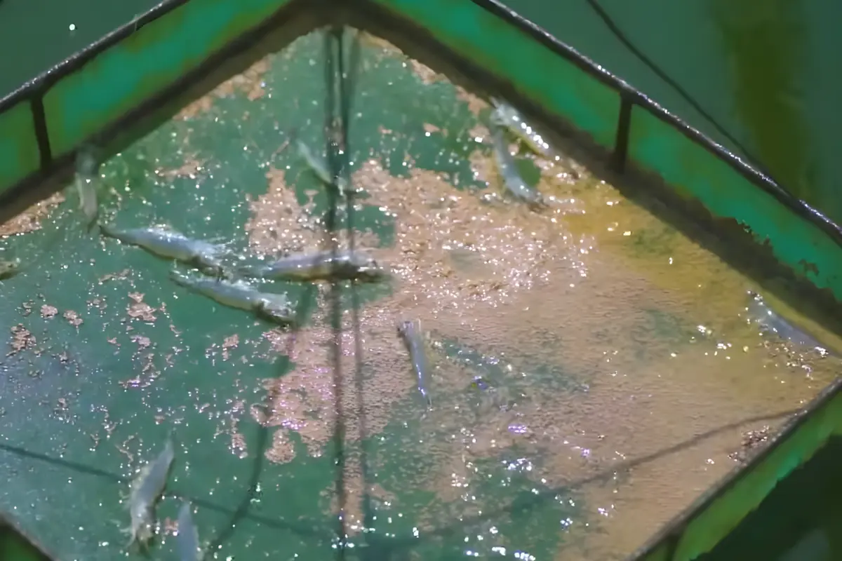 Pentingnya Kalkulasi FCR dan Cara Menghitungnya