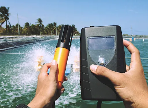 Berbagai Parameter Kualitas Air Tambak dan Pengaruhnya pada Udang