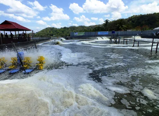 Berbagai Parameter Kualitas Air Tambak dan Pengaruhnya pada Udang