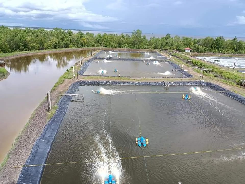 Memahami Potensial Redoks (ORP) dan Fungsinya untuk Tambak Udang