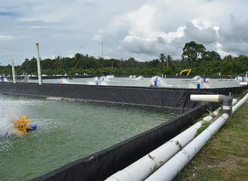 Tata Cara & Waktu yang Tepat Mengganti Air Tambak Udang