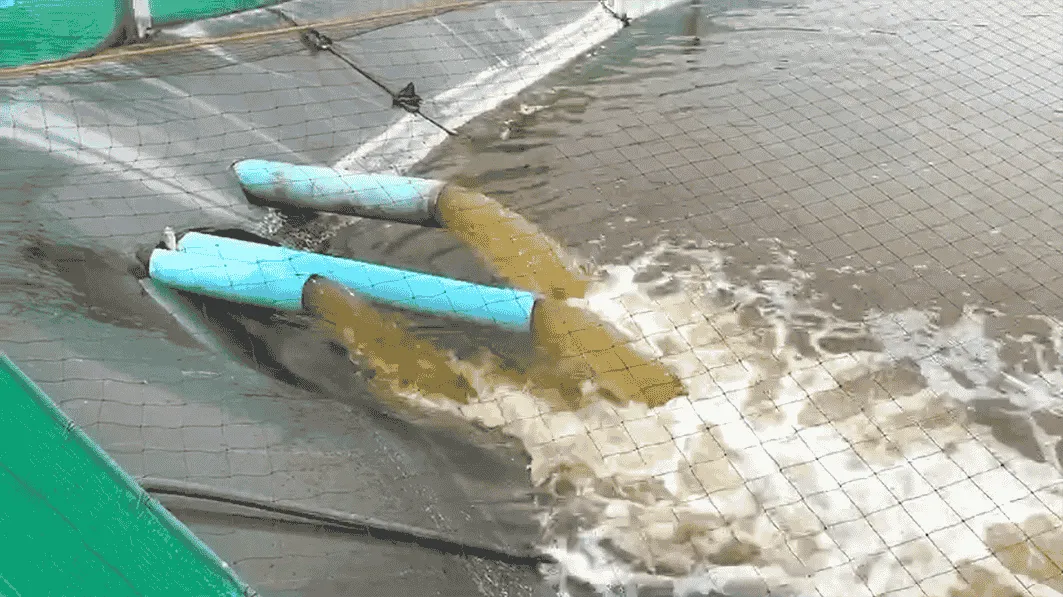 Tata Cara & Waktu yang Tepat Mengganti Air Tambak Udang