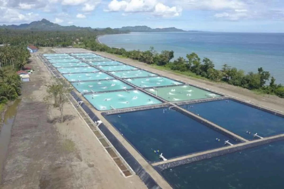 Air Tambak Terlalu Bening? Ini Penyebab dan Cara Mengatasinya!