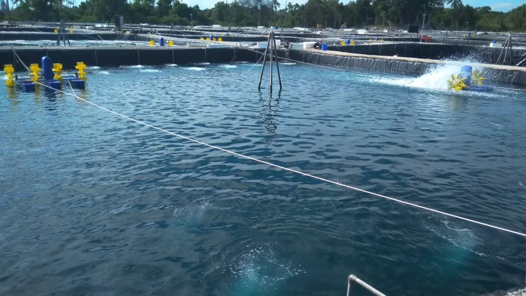 Air Tambak Terlalu Bening? Ini Penyebab dan Cara Mengatasinya!