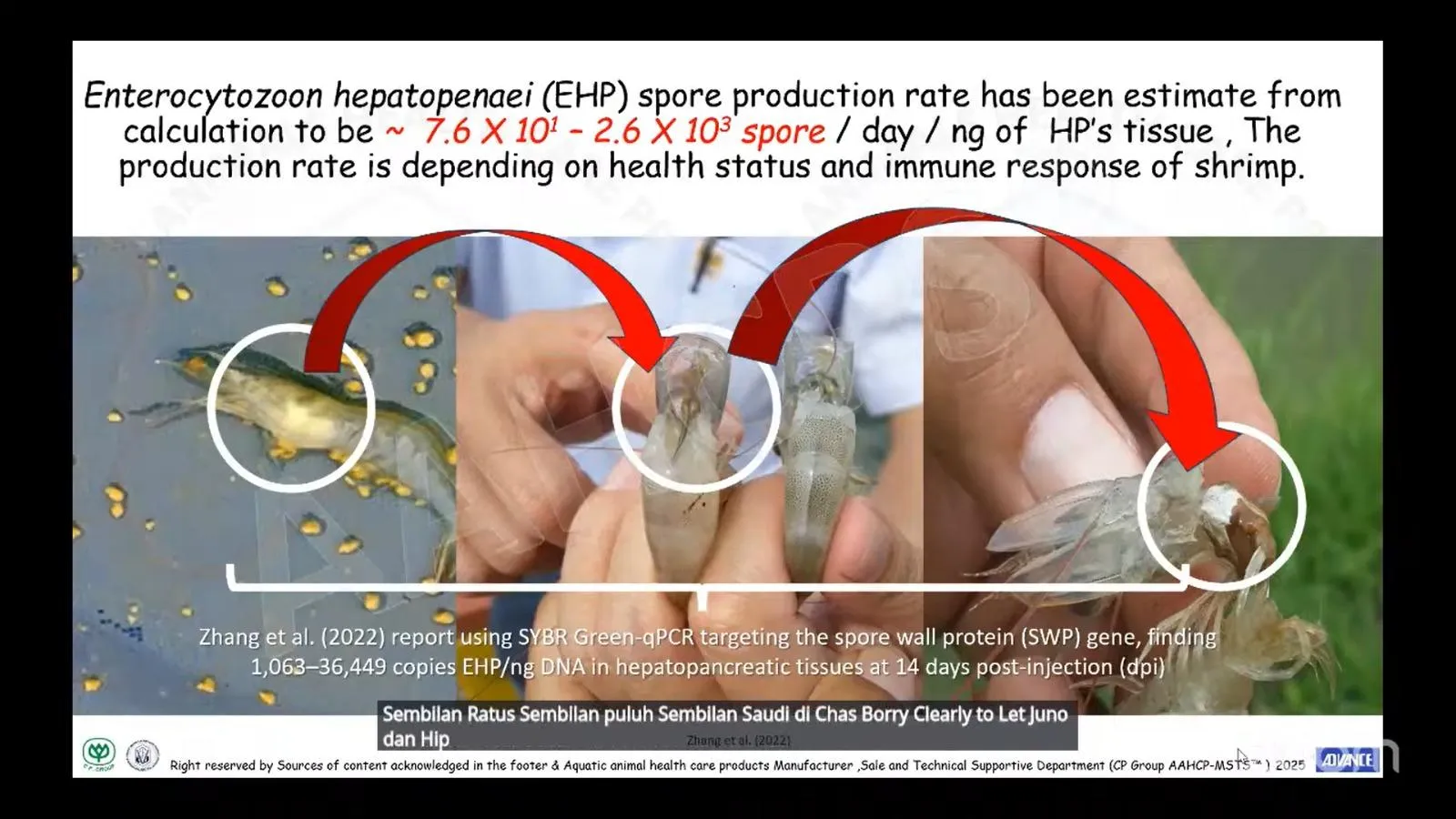 Webinar OMBAK #5 Ungkap Strategi Atasi Ancaman EHP pada Budidaya Udang