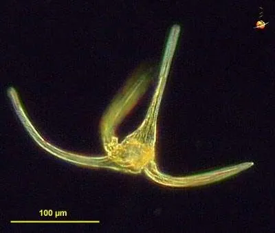 Plankton di Tambak Udang