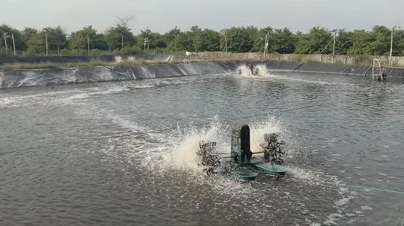 Plankton di Tambak Udang