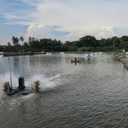 Penyebab Udang Vaname Stres