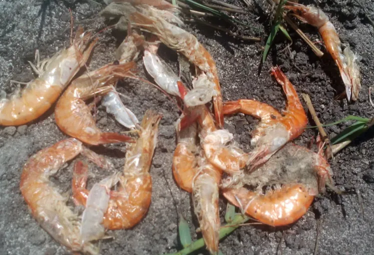 Penyebab Udang Vaname Stres