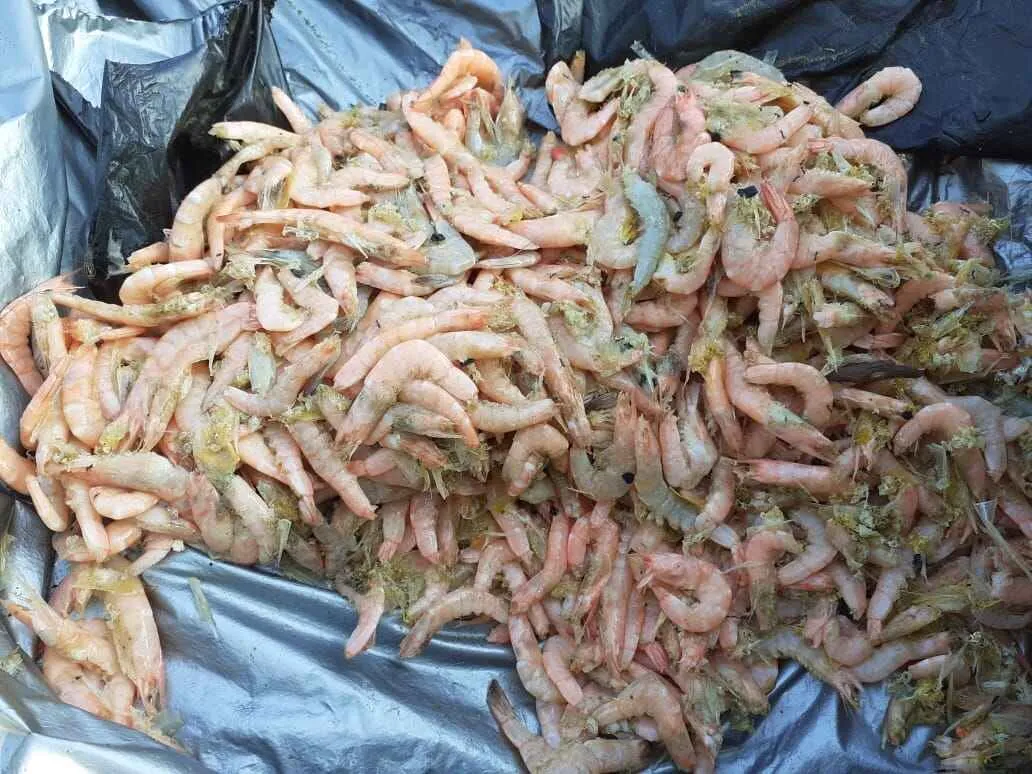 Penyebab Udang Mati Mendadak