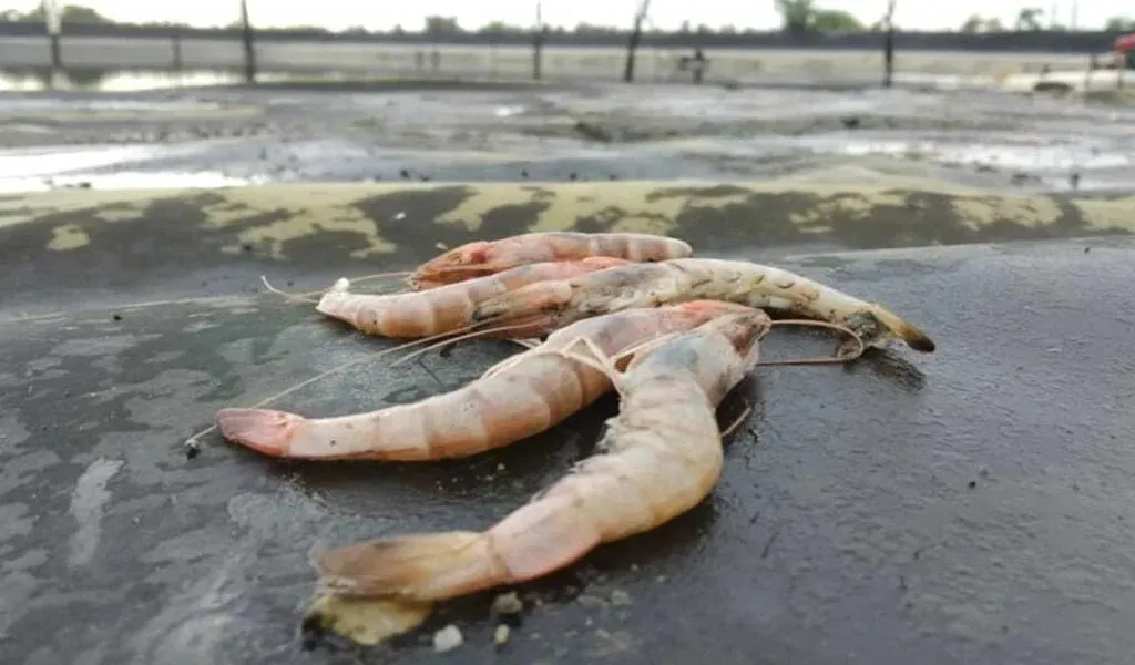 Penyebab Udang Mati Mendadak