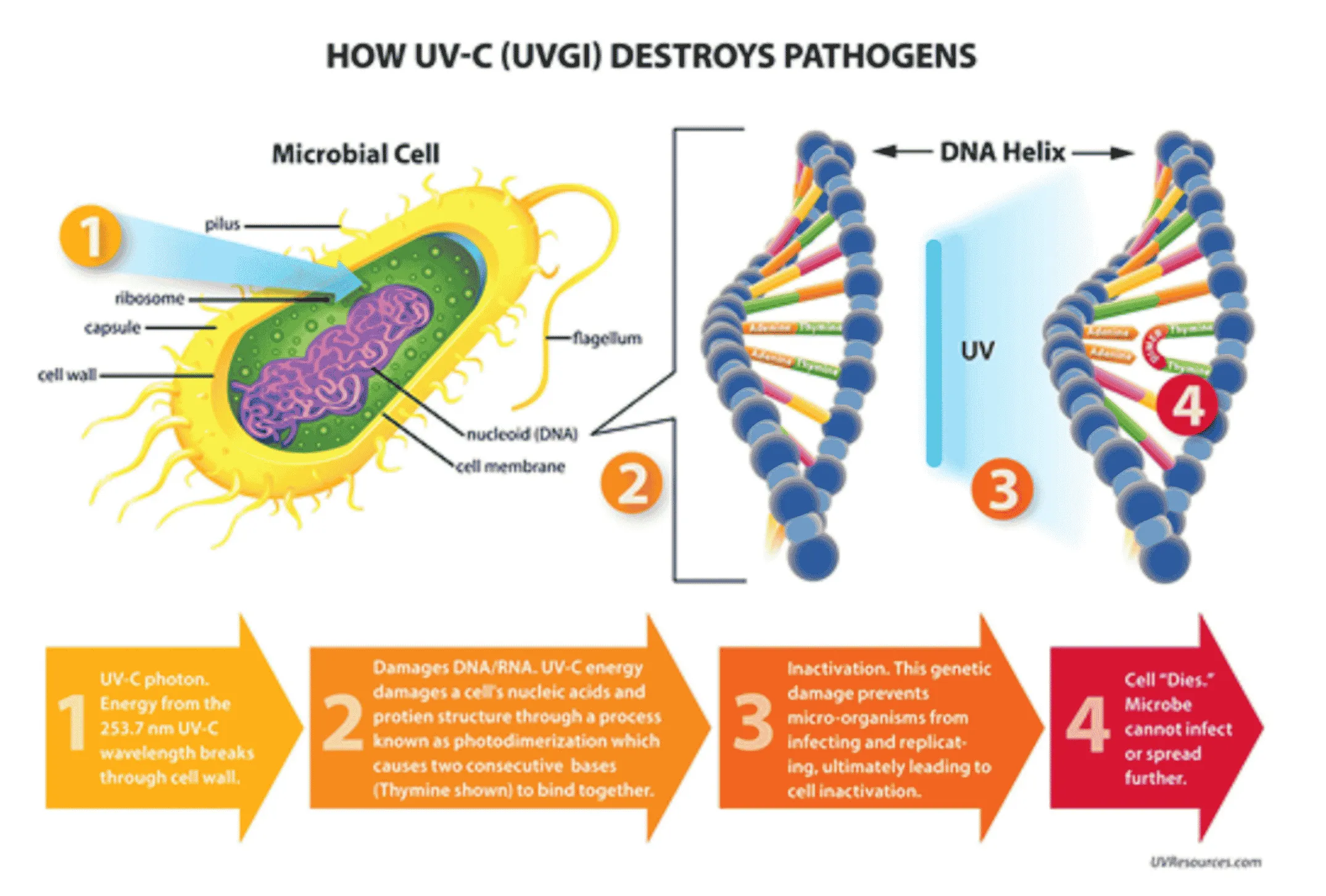 Sudah Pakai UV, Tapi Kenapa Masih Ada Penyakit di Tambak Udang?