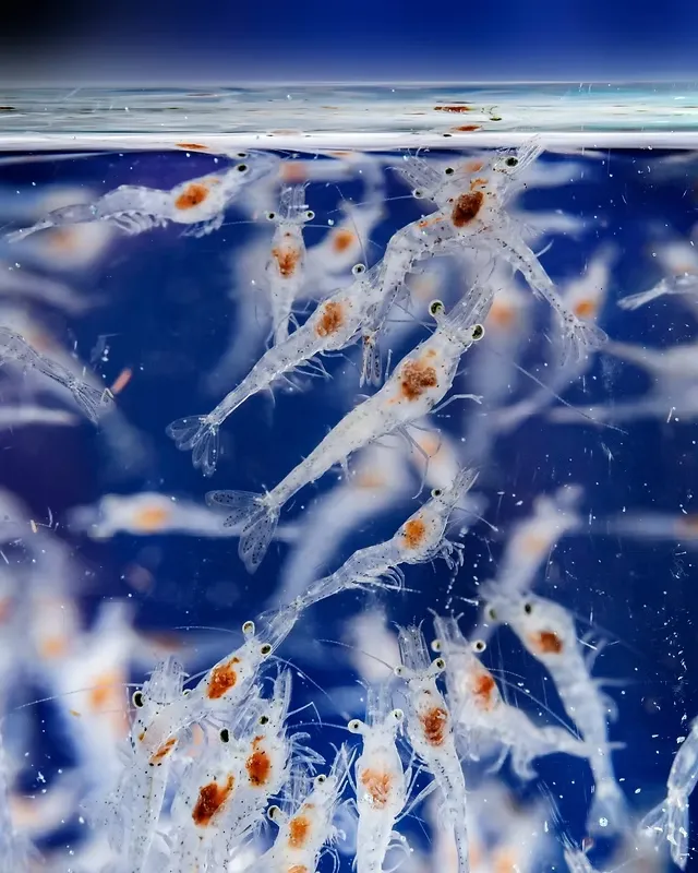 Mengenal Ciri Penyakit EHP dan Pengendaliannya di Tambak