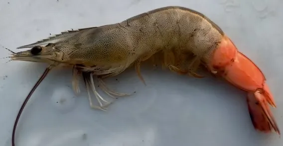 Ciri-ciri Penyakit Myo (IMNV) pada Udang dan Cara Mengatasinya