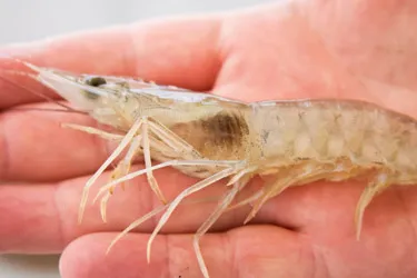 Cara Mengatasi Penyakit Insang Hitam pada Udang Vaname