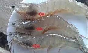 Cara Mengatasi Penyakit Insang Hitam pada Udang Vaname