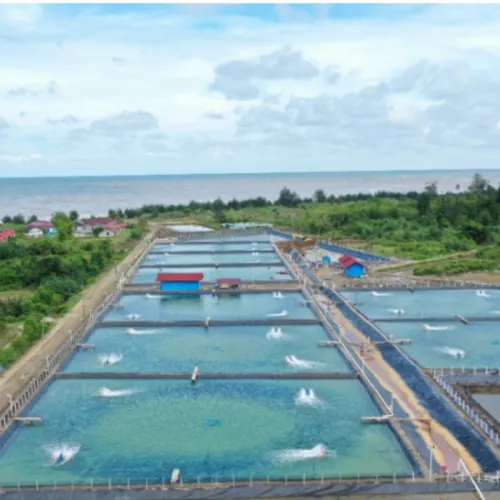 Cara Penggunaan dan Dosis Saponin untuk Tambak Udang