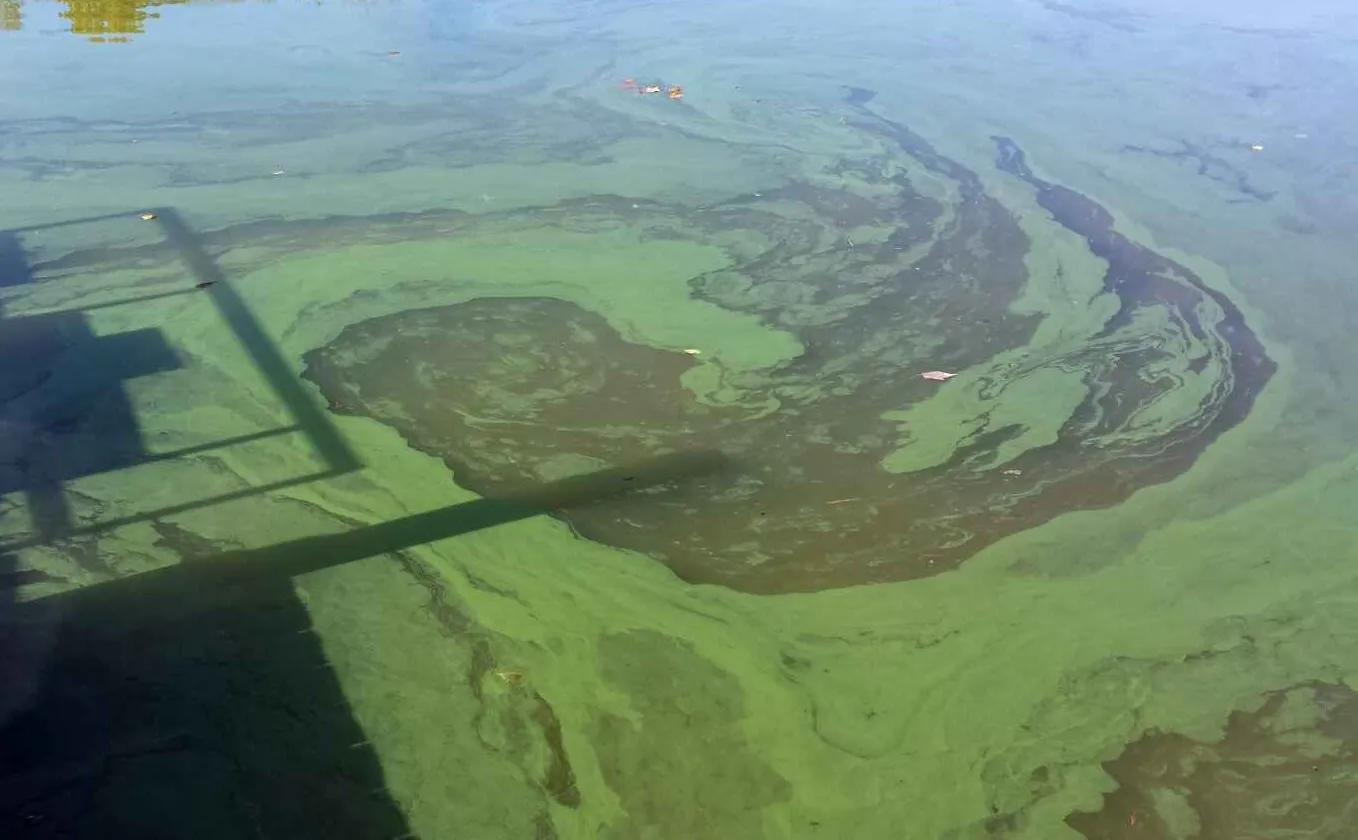 Cegah Blooming Algae di Tambak Udang