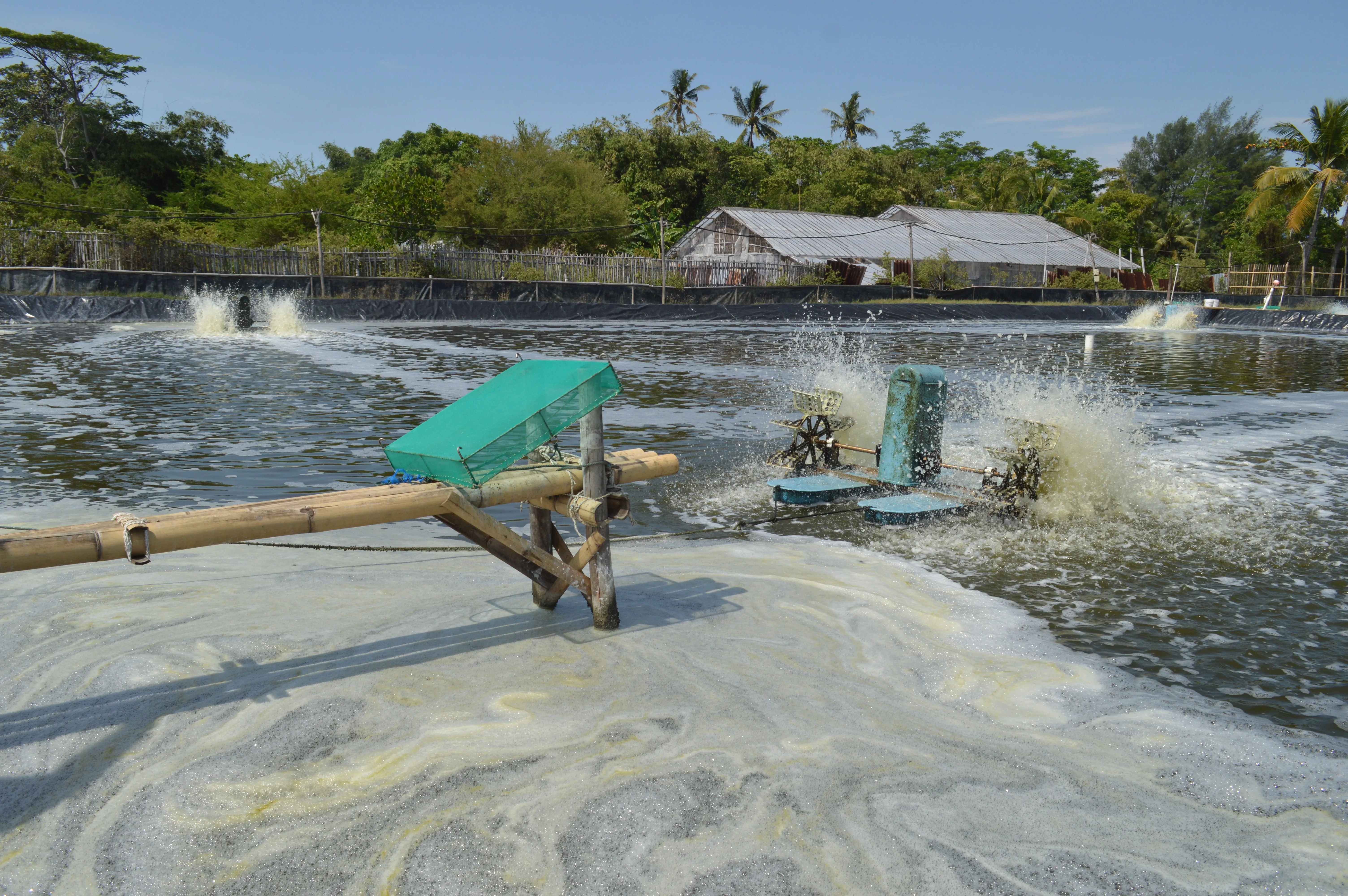 Cara Praktis Membasmi Hama di Tambak Udang