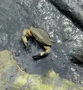 Cara Praktis Membasmi Hama di Tambak Udang