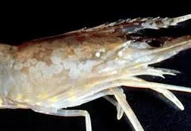 Ciri dan Penanganan Penyakit White Spot (WSSV) pada Udang Vaname