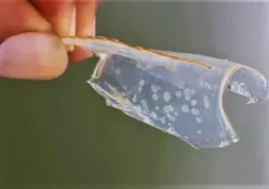 Ciri dan Penanganan Penyakit White Spot (WSSV) pada Udang Vaname