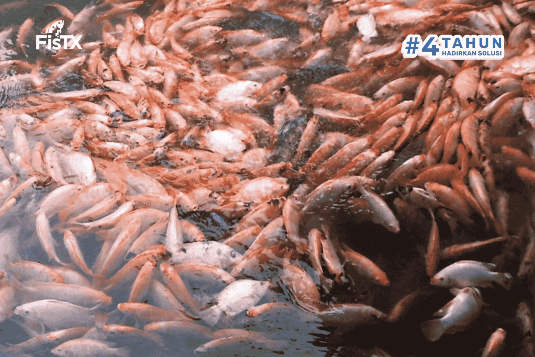 Pentingnya Oksigen Terlarut dalam Budidaya Ikan Nila