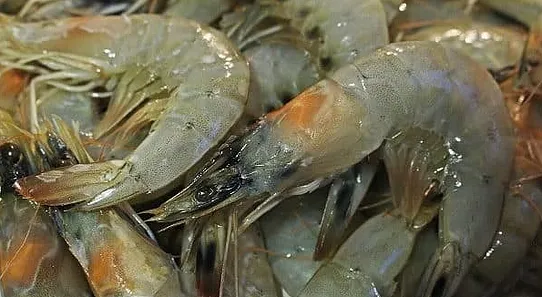 Mengenal Yellow Head Disease, Penyebab Kepala Udang Kuning
